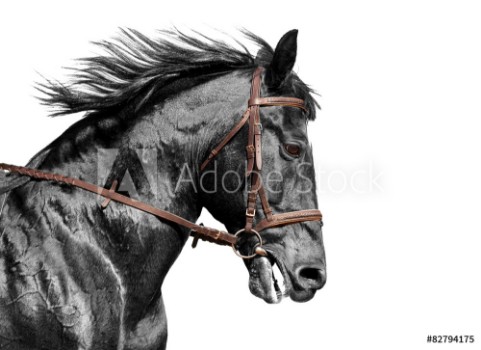 Picture of Horse portrait in black and white in the brown bridle